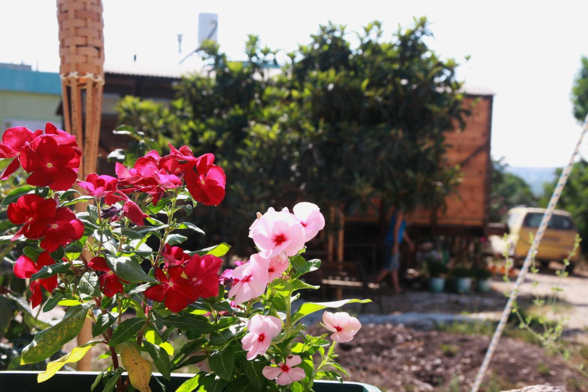 Galilee Bedouin Camplodge Tabash ภายนอก รูปภาพ